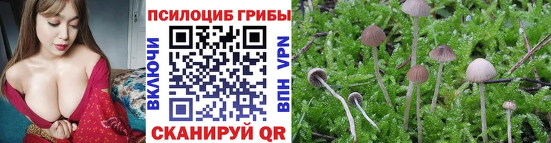 blacksprut зеркало  Берёзовский  Псилоцибиновые грибы MAGIC MUSHROOMS  цены  